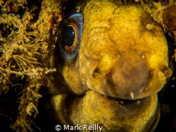 Moray eel by Mark Reilly 